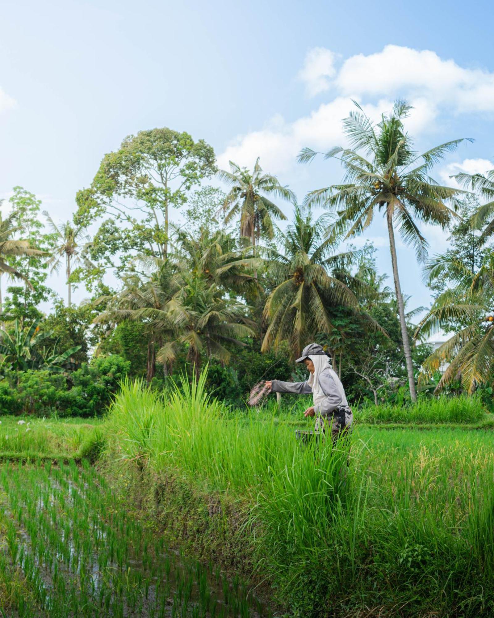 Tannari Villa Ubud Eksteriør billede