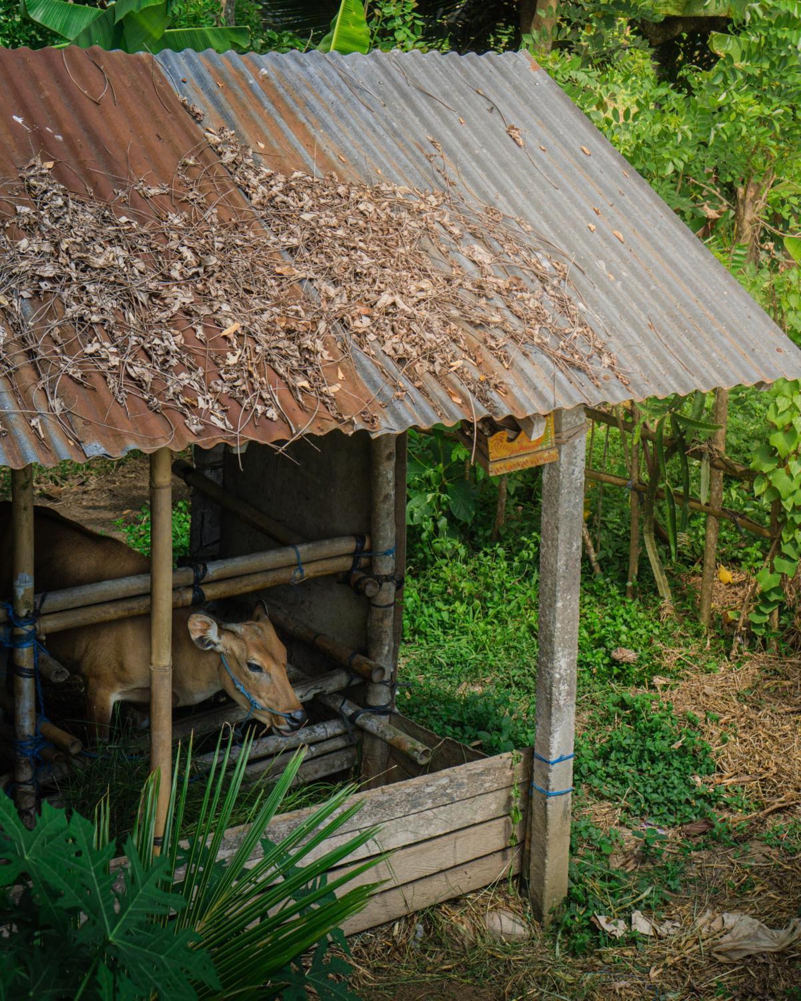 Tannari Villa Ubud Eksteriør billede