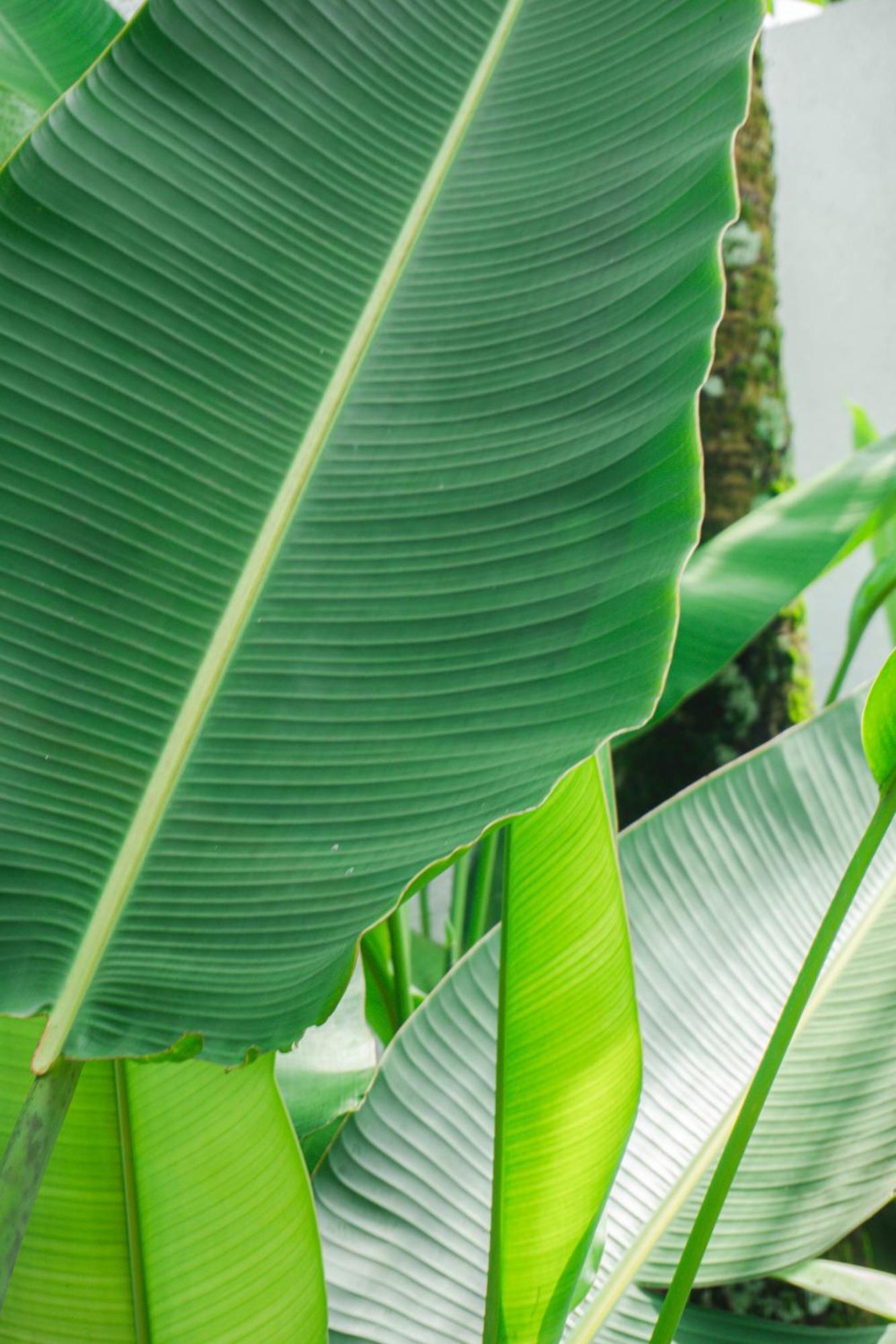 Tannari Villa Ubud Eksteriør billede